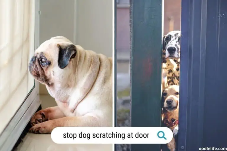 How to Stop Dog Scratching at Door (7 Strategies that WORK)