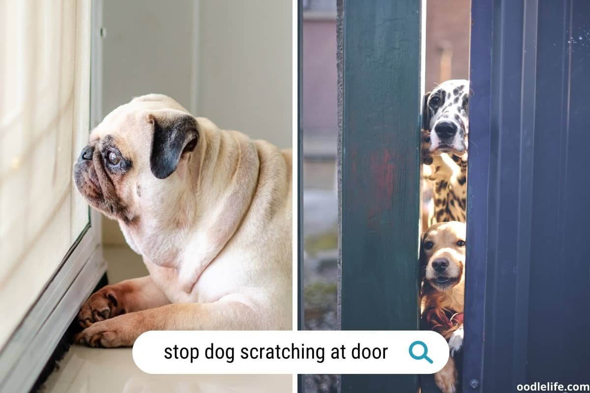 How To Stop Dog Scratching At Door (7 Strategies That WORK) Oodle Life