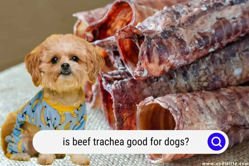 is beef trachea good for dogs