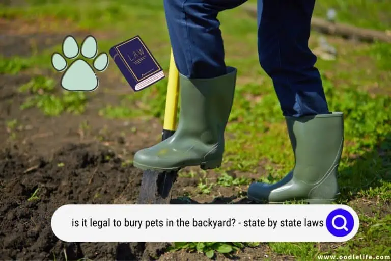 Is It Legal To Bury Pets In The Backyard? State By State Laws 2023