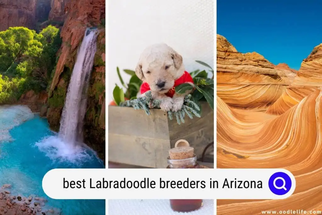 Labradoodle breeders in Arizona