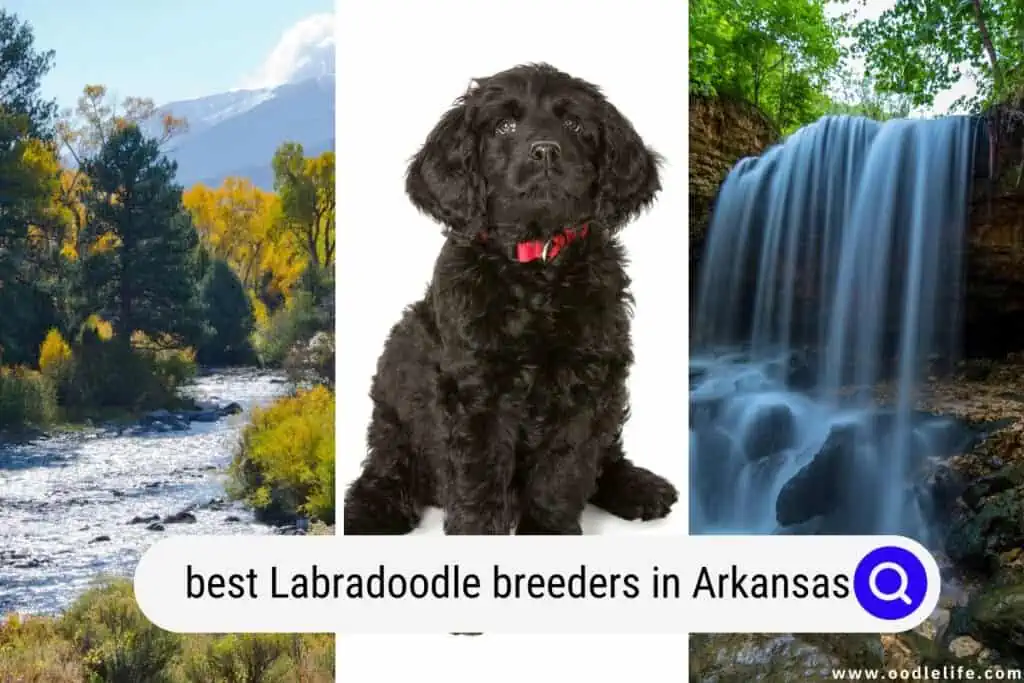 Labradoodle breeders in Arkansas