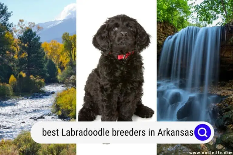 5 Best Labradoodle Breeders in Arkansas (2025 Update)