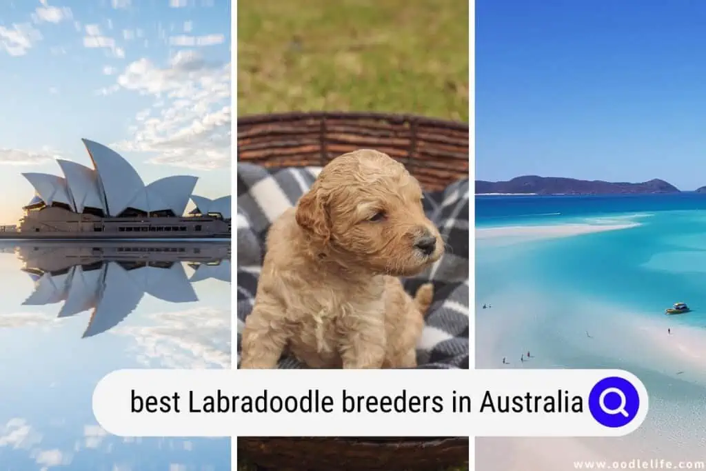 Labradoodle Breeders In Australia