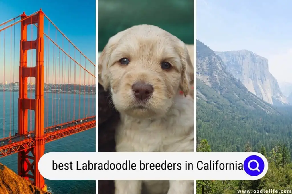Labradoodle breeders in California