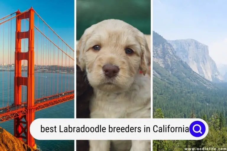 Best Labradoodle Breeders In California (2023 Update)