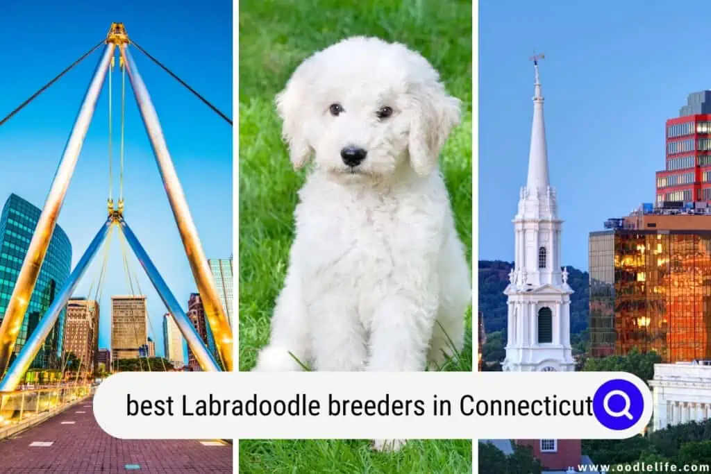 Labradoodle breeders in Connecticut