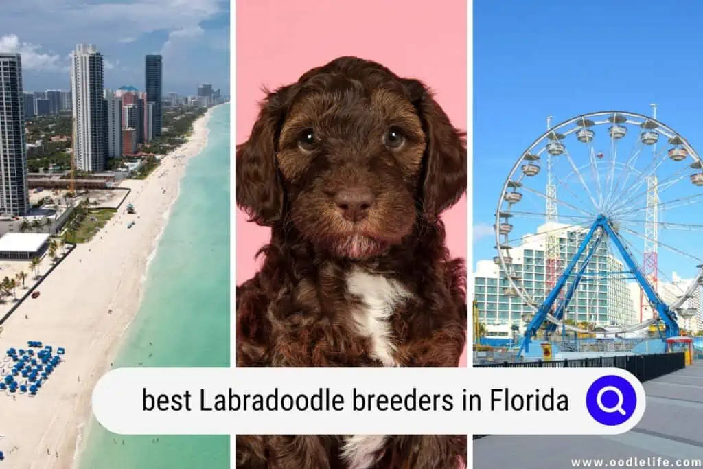 Labradoodle breeders in Florida