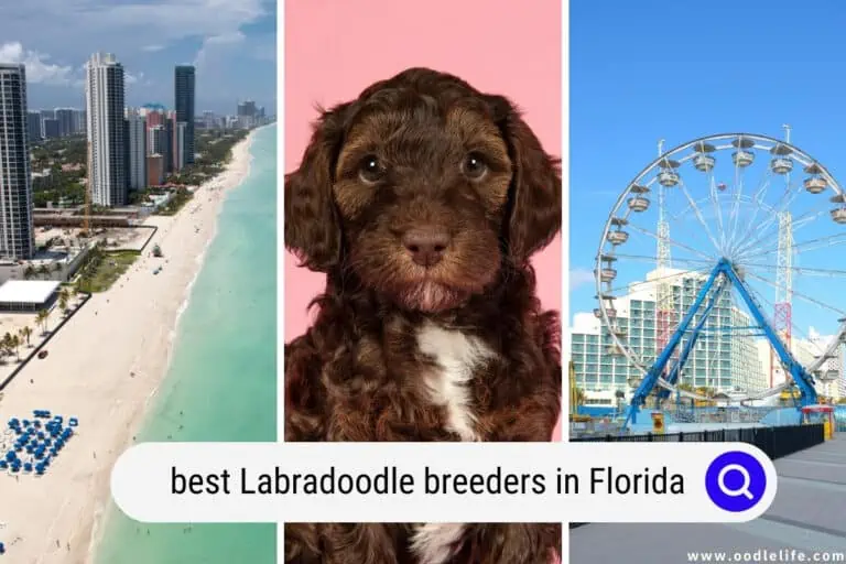 Best Labradoodle Breeders in Florida (2024 Update)