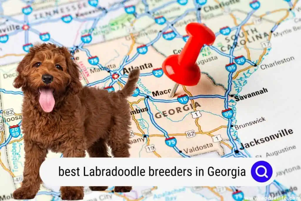 Labradoodle Breeders In Georgia