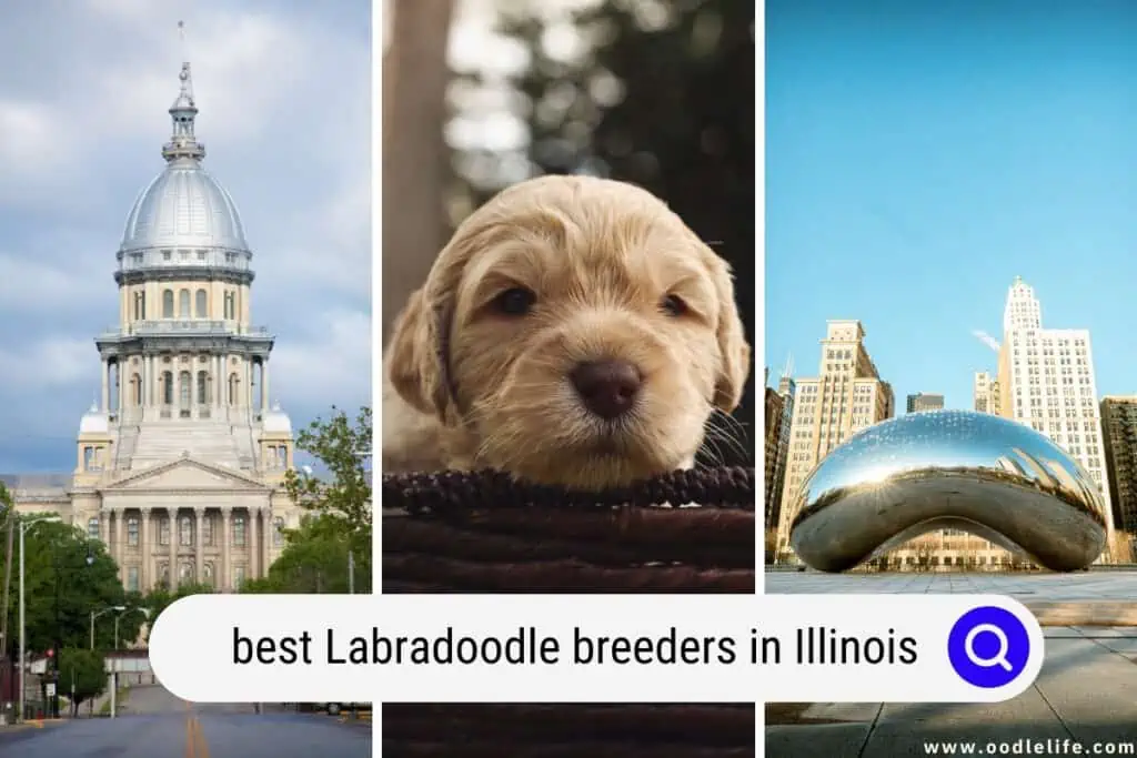 Labradoodle breeders in Illinois
