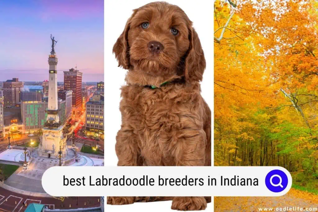 Labradoodle breeders in Indiana
