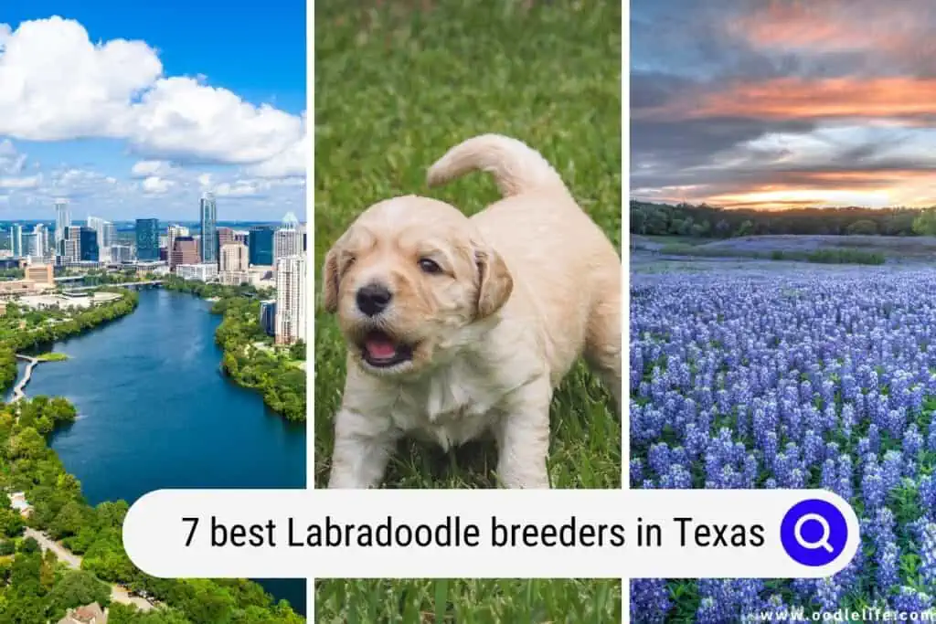 Labradoodle breeders in Texas
