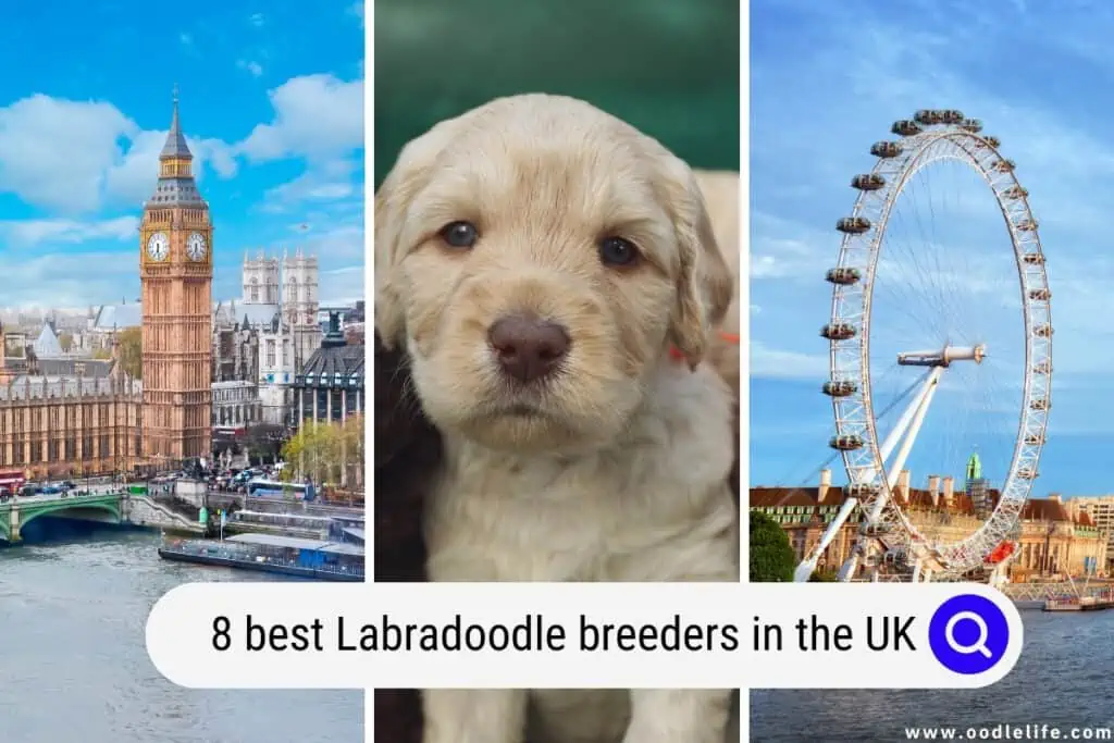 Labradoodle breeders in the UK