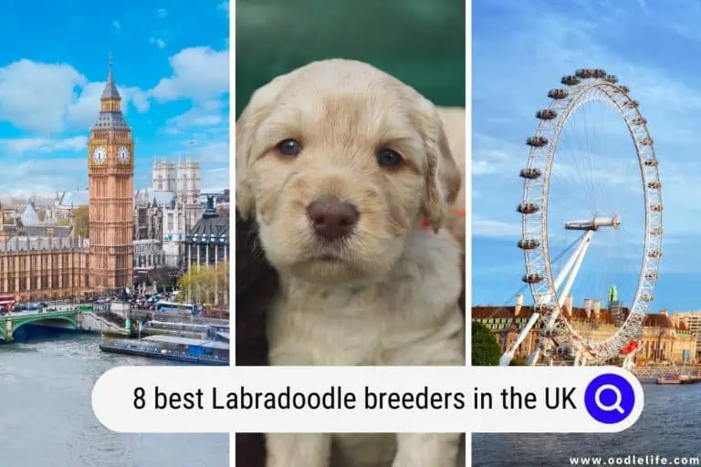8 Best Labradoodle Breeders in the UK (2025)