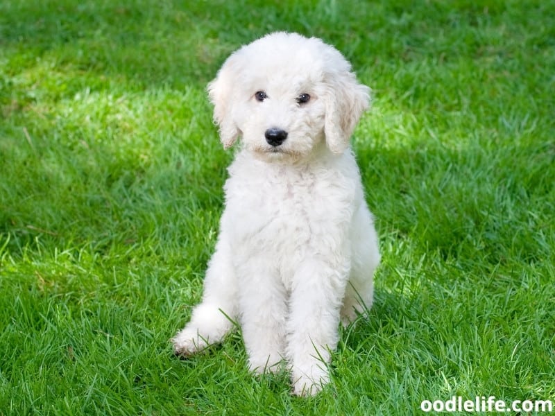 Labradoodle puppy sits alone