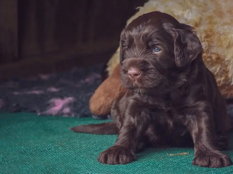 Labradoodle puppy with blue eyes