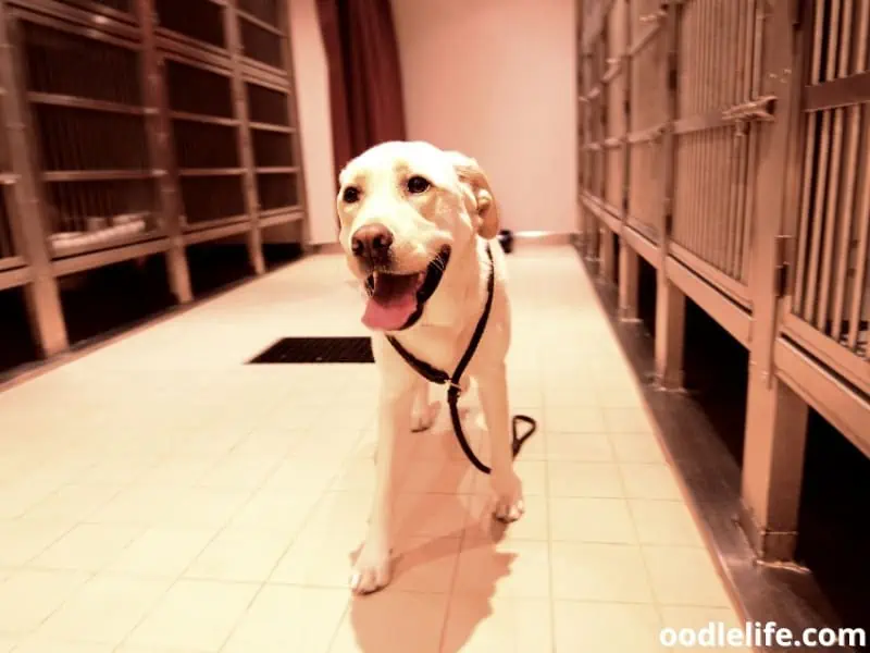 Labrador in a boarding kennel