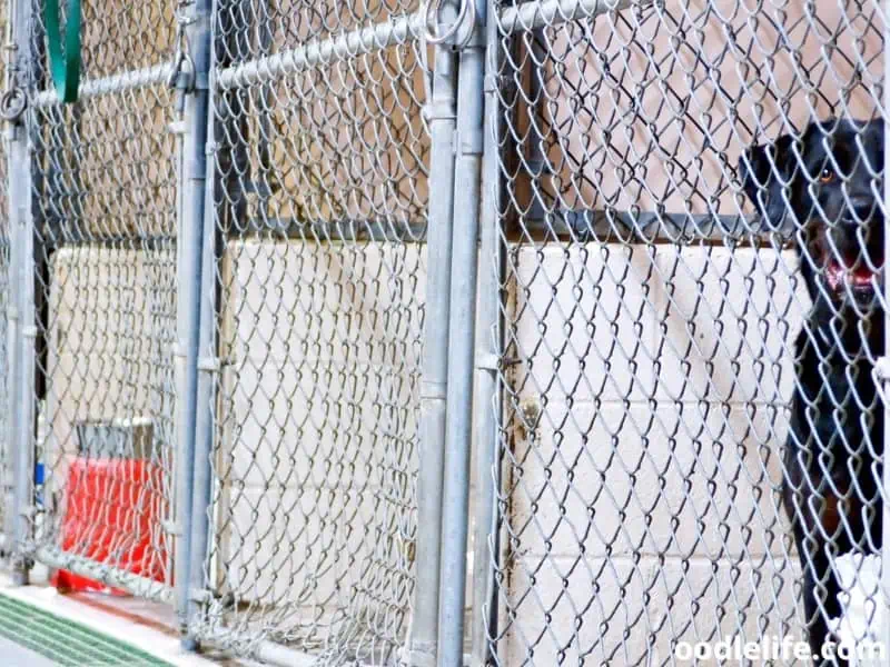 Labrador waits for his owner