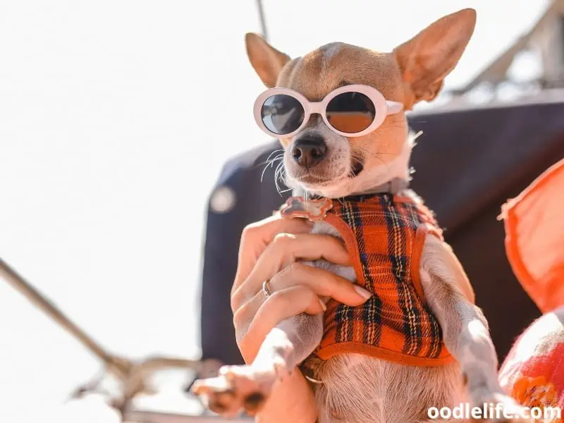 little dog with glasses