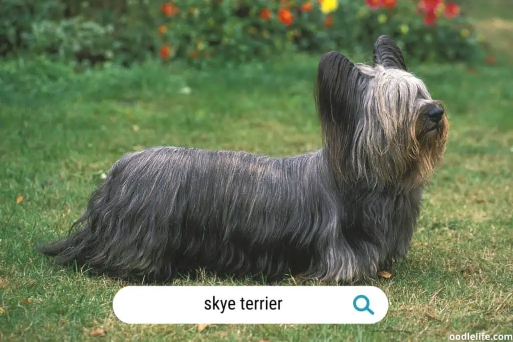a long body skye terrier