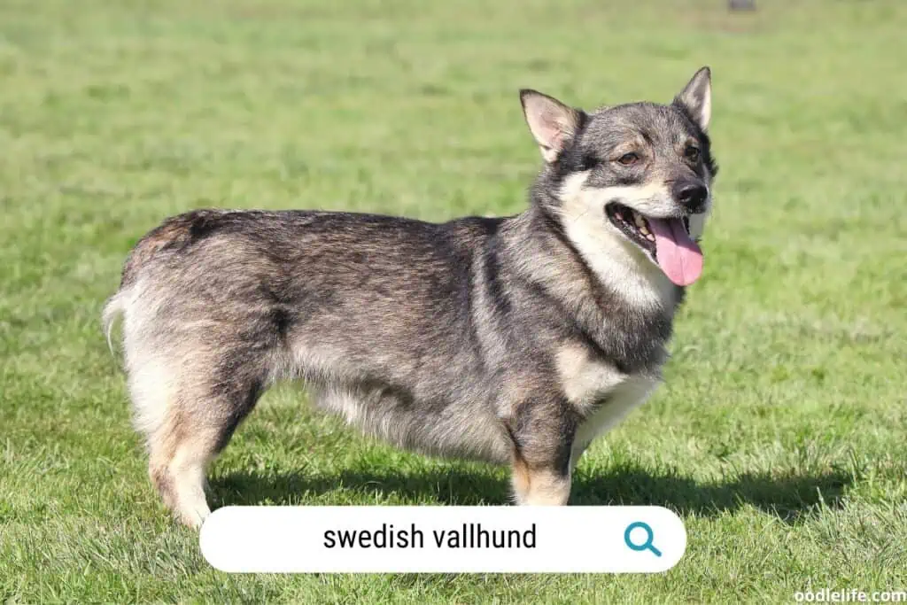 long bodied swedish ballhund
