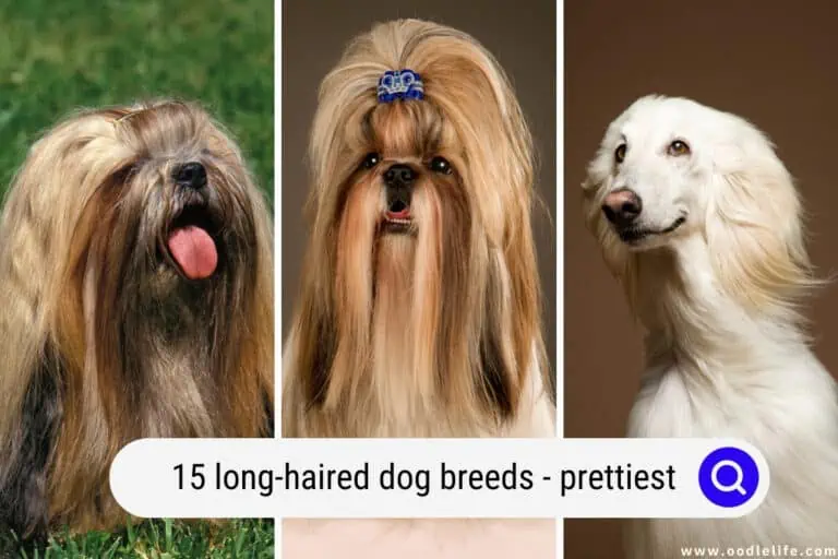 15 Long Haired Dog Breeds (Prettiest)