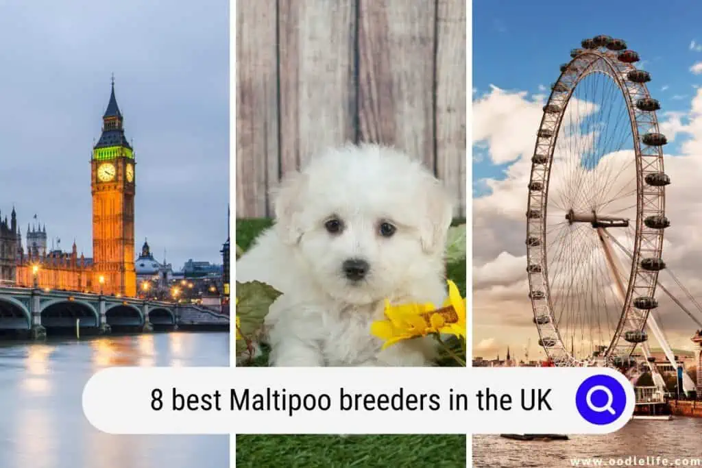 Maltipoo breeders in the UK