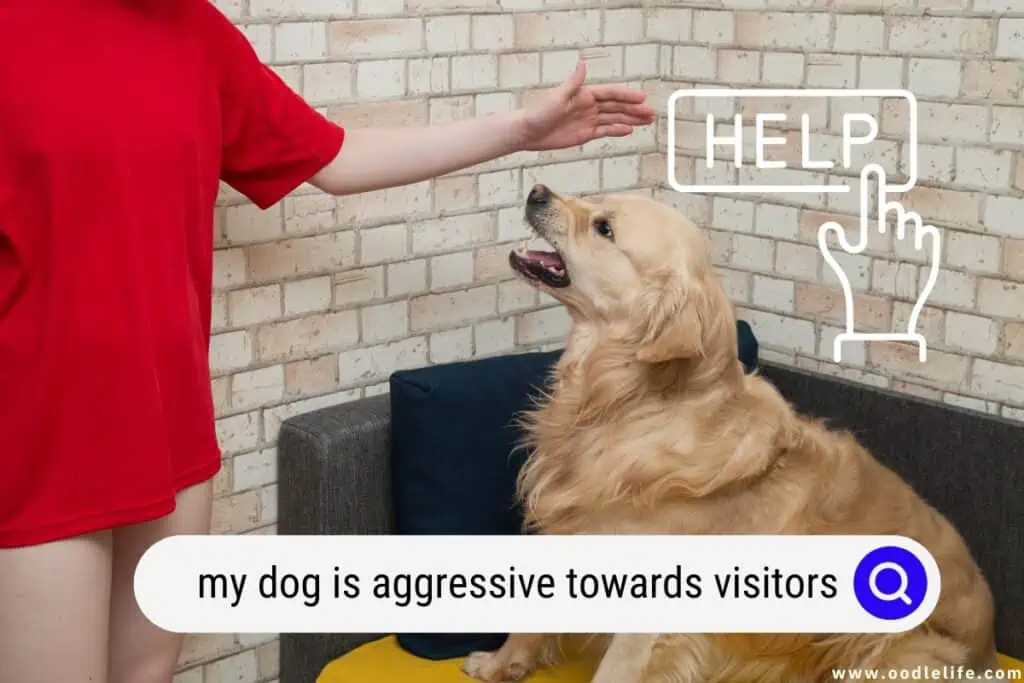 my dog is aggressive towards visitors