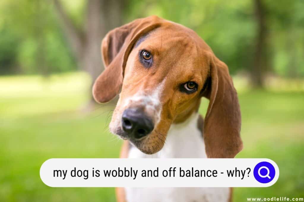 my dog is wobbly and off balance