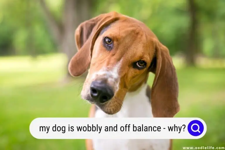 My Dog Is Wobbly and Off Balance (Why?)