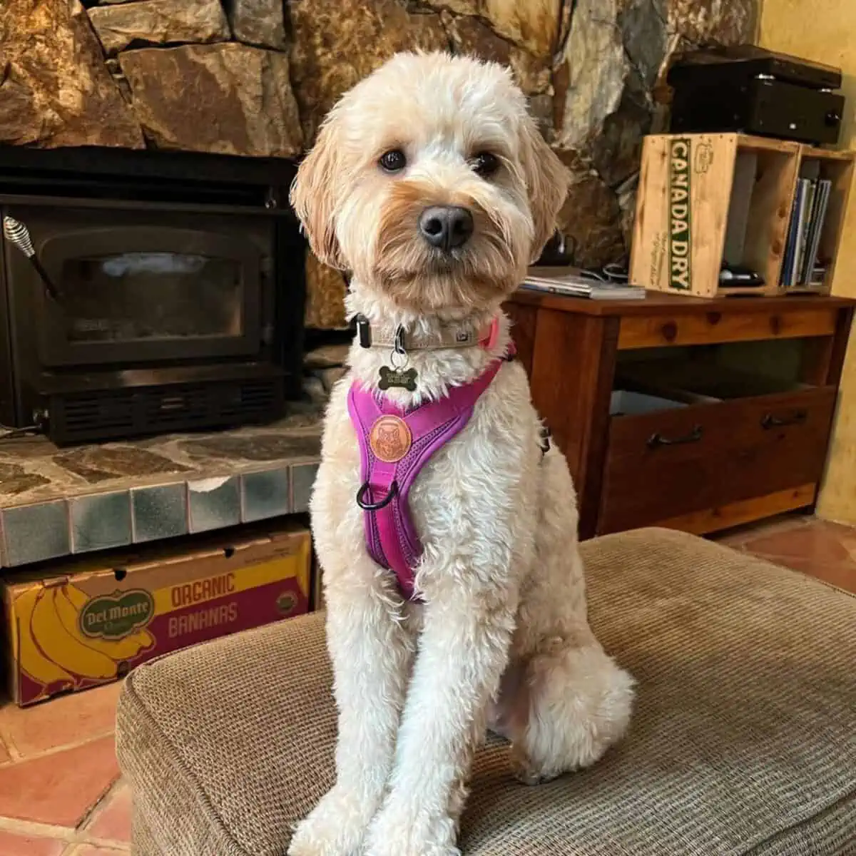 newly groomed Goldendoodle looking smart