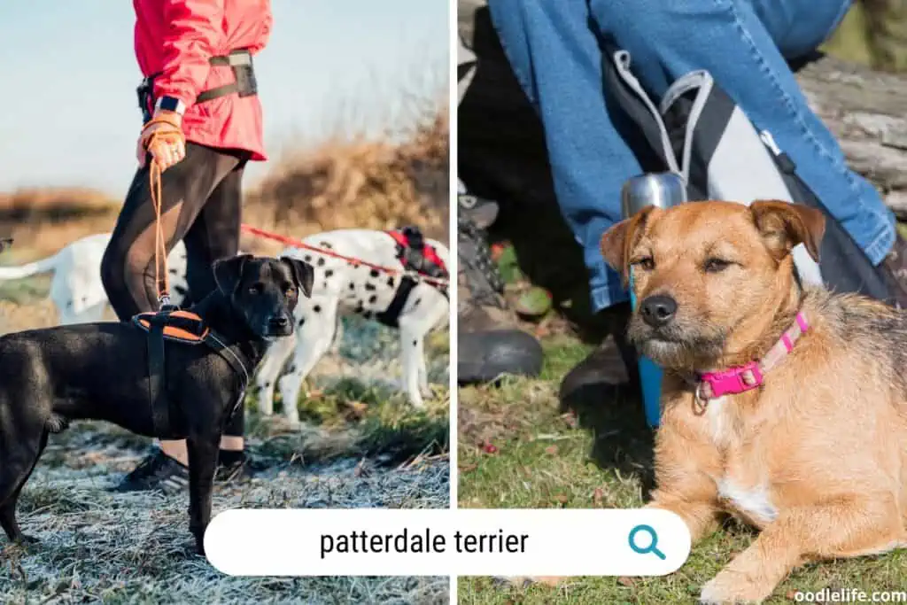 two patterdale terriers