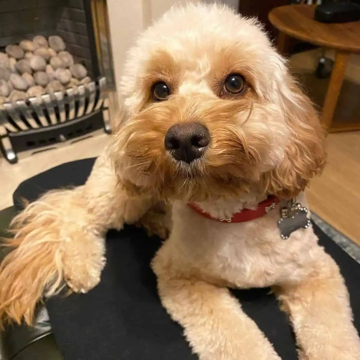 photogenic Cockapoo sitting