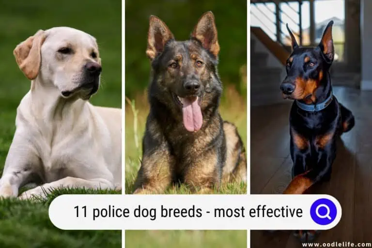 11 Police Dog Breeds (with Photos) – Most Effective