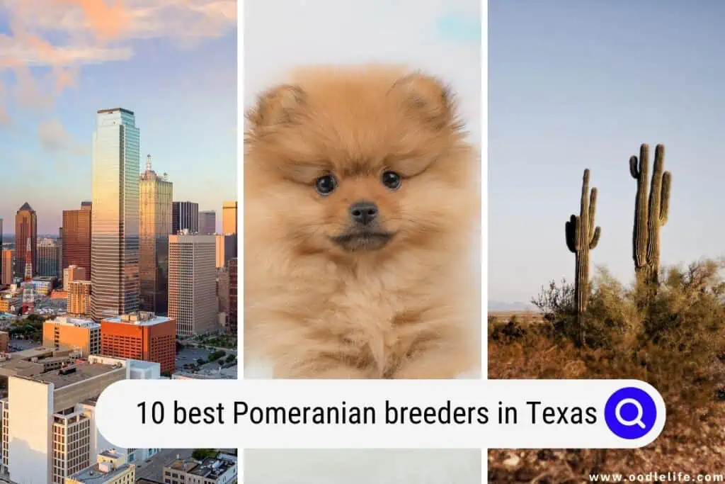 Pomeranian breeders in Texas