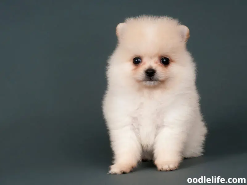 Pomeranian on plain background