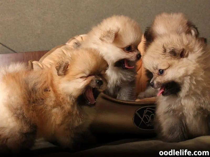 Pomeranian puppies stays together