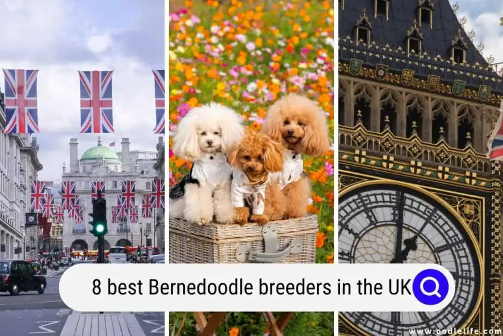 Poodle breeders in the UK