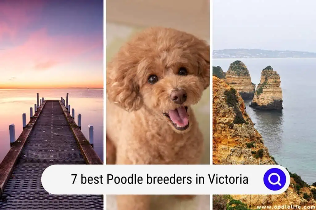 Poodle breeders in Victoria