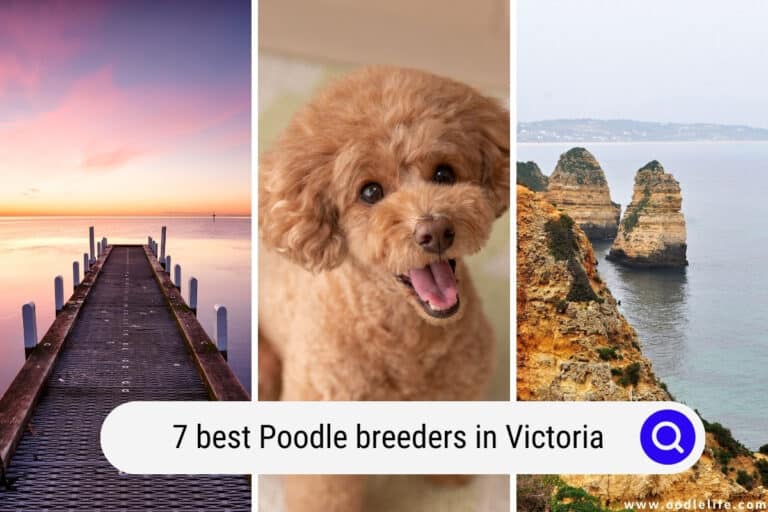 7 Best Poodle Breeders in Victoria (Melbourne and More) 2024