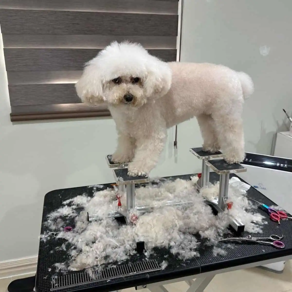 Poodle hates getting haircut