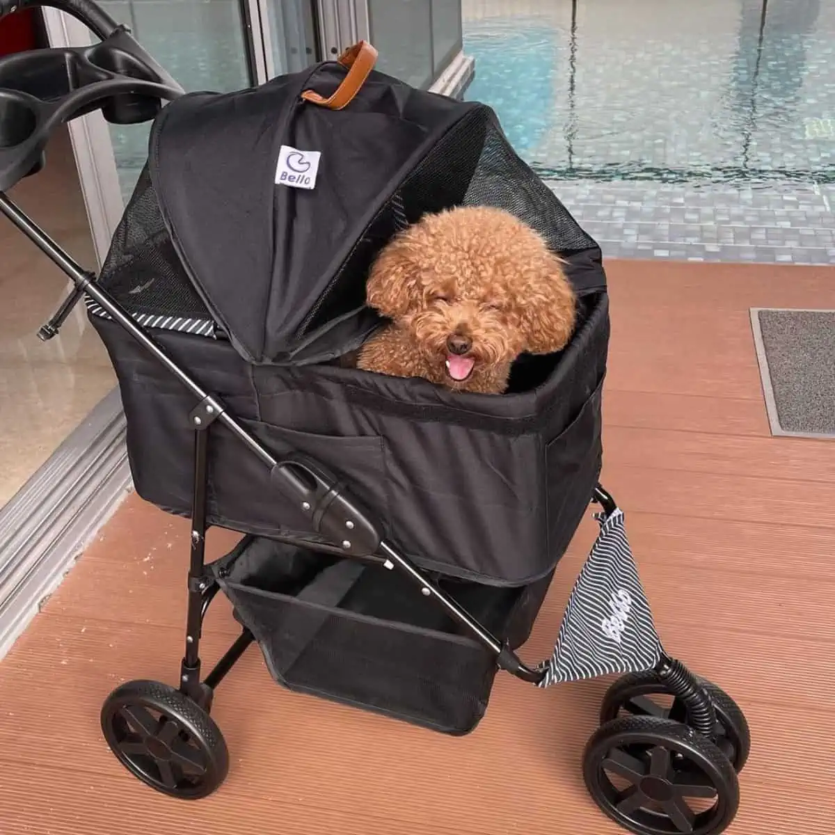 Poodle in dog stroller