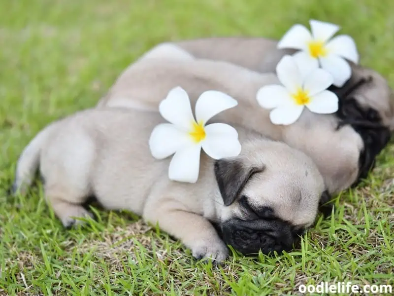 Pug puppies sleep together