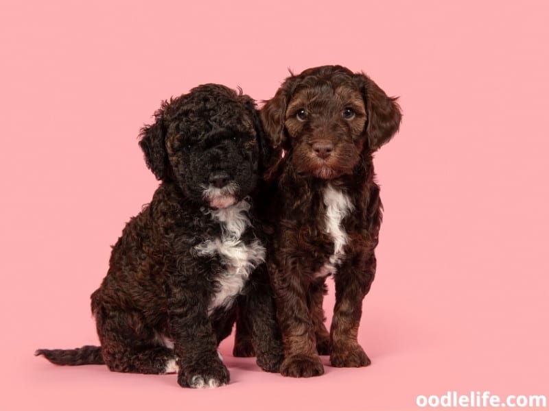 puppies on pink background