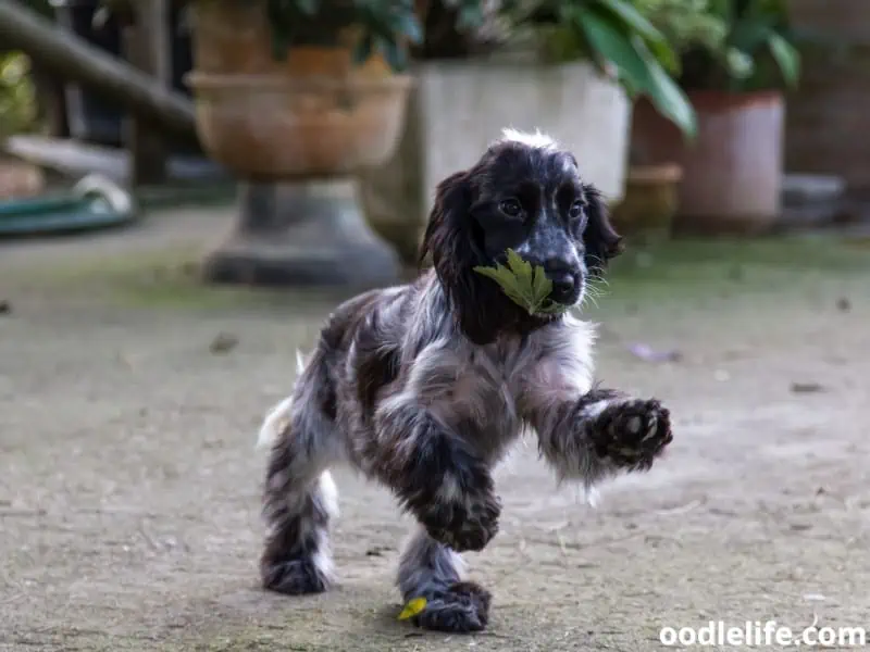 puppy bites a leaf