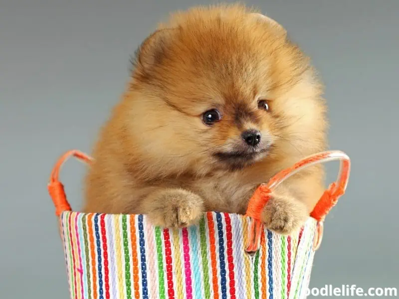 puppy inside the bag