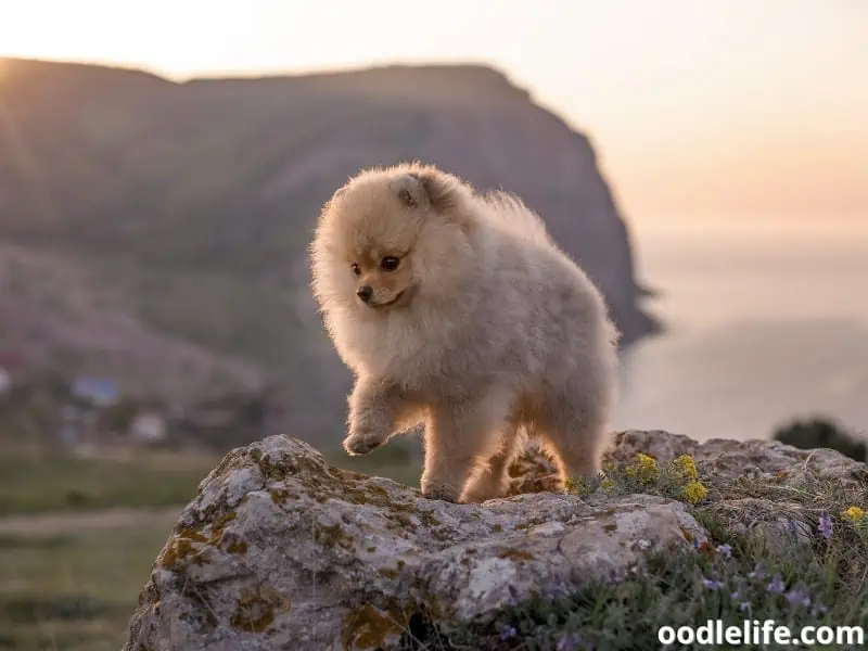 puppy on the rock
