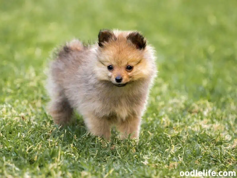 puppy out for potty