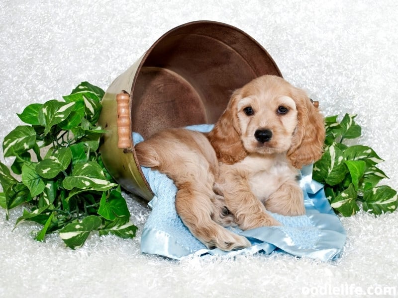 puppy sits on a blanket